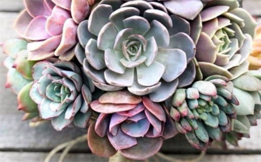 大林木命什么颜色最旺_1988年大林木的幸运色